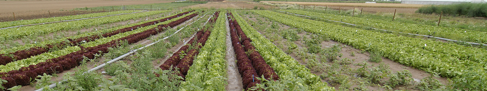 Salatanbau auf Ackerfläche ©DLR